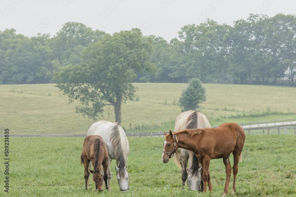 Two gray broodmares with brown foals in a foggy pasture on a summery day. Two gray broodmares with brown foals in a foggy pasture on a summery day.