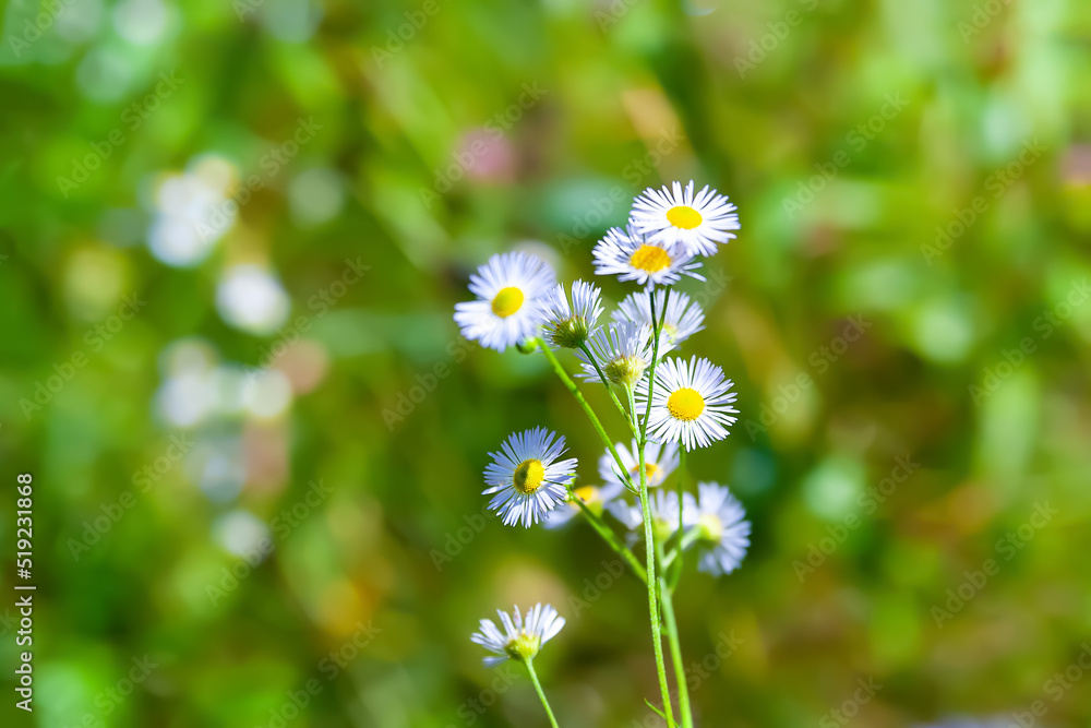 Wild chamomile flower. Field flower. Blooming meadow flower. Selective soft focus. Floral wallpaper. Wild chamomile flower. Field flower. Blooming meadow flower. Selective soft focus. Floral wallpaper.