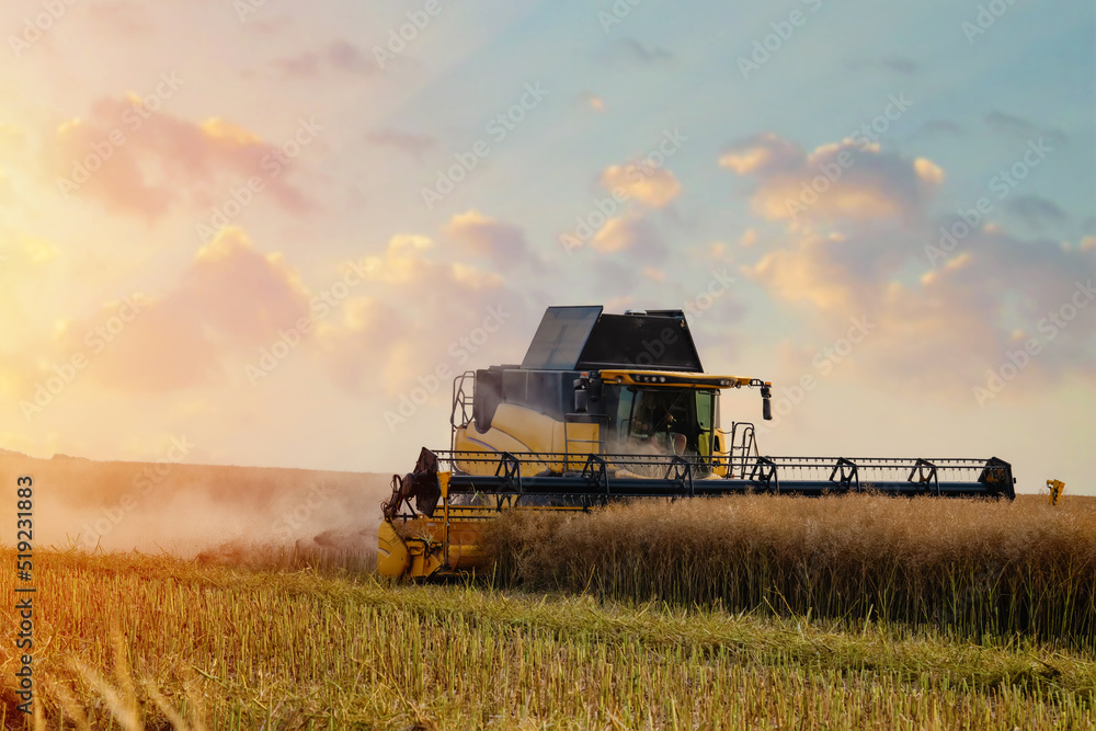 Fototapeta premium Farmer driving a harvester working in a wheat field at sunset