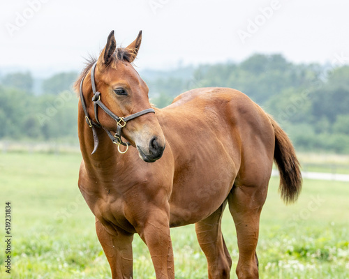 Fotografija A portrait of a Thoroughbred filly with her head turned in a pasture