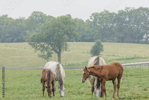 Two gray broodmares with brown foals in a foggy pasture on a summery day.