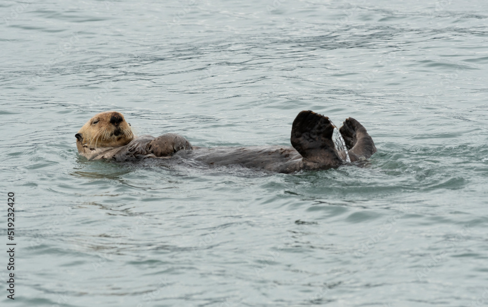 Fototapeta premium Sea Otter Floating in Kachemak Bay, Alaska