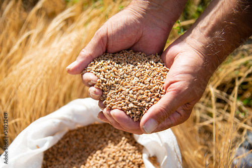 Men's hands pour wheat into a bag against a background of yellow grass. Ingathering. Summer.