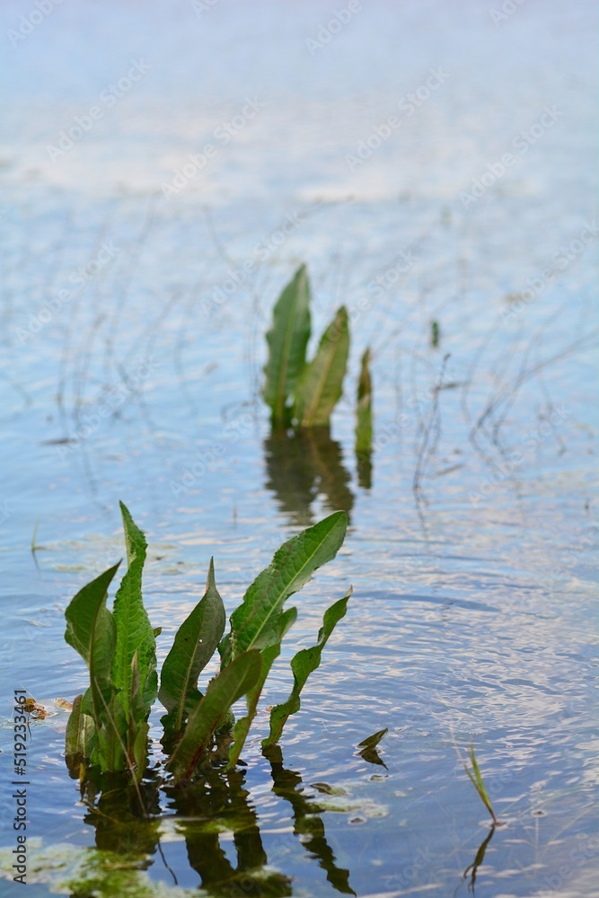 water lily in the water