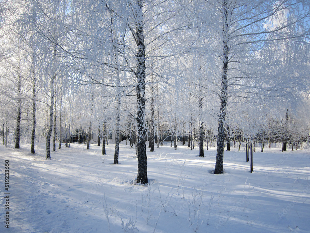 Beautiful winter scene with birch trees covered by hoarfrost in city park Beautiful winter scene with birch trees covered by hoarfrost in city park