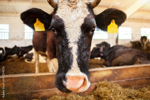 The head of a black and white cow, in a corral on a dairy farm, the cow looks into the frame, close-up.