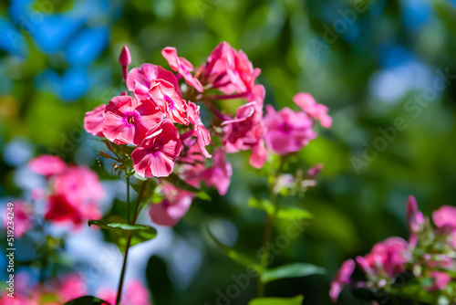 Wallpaper Mural Phlox flowers. Close-up of a branch of pink phlox blossoms. Flowers blooming in the garden. Floral wallpaper. Selective soft focus. Torontodigital.ca