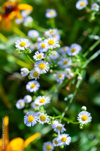 Flower of wild chamomile. Field flower. Blooming meadow flower background. Selective soft focus. Floral wallpaper.