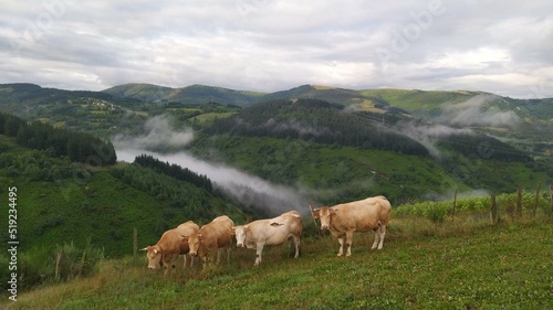 Rebaño de vacas en los Ancares lucenses, Galicia