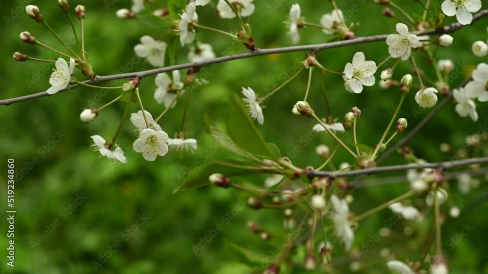 A branch of cherry blossoms. A tree in the spring. Static camera, swinging in the wind. High quality 4k footage A branch of cherry blossoms. A tree in the spring. Static camera, swinging in the wind. High quality 4k footage
