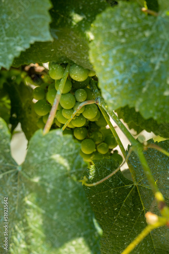 detail of a bunch of fresh organic grapes for making chacoli wine in the basque country photo