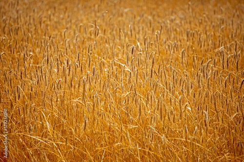 background from ripened golden wheat in a field on a hot day. Disaster. Harvesting. world crisis.