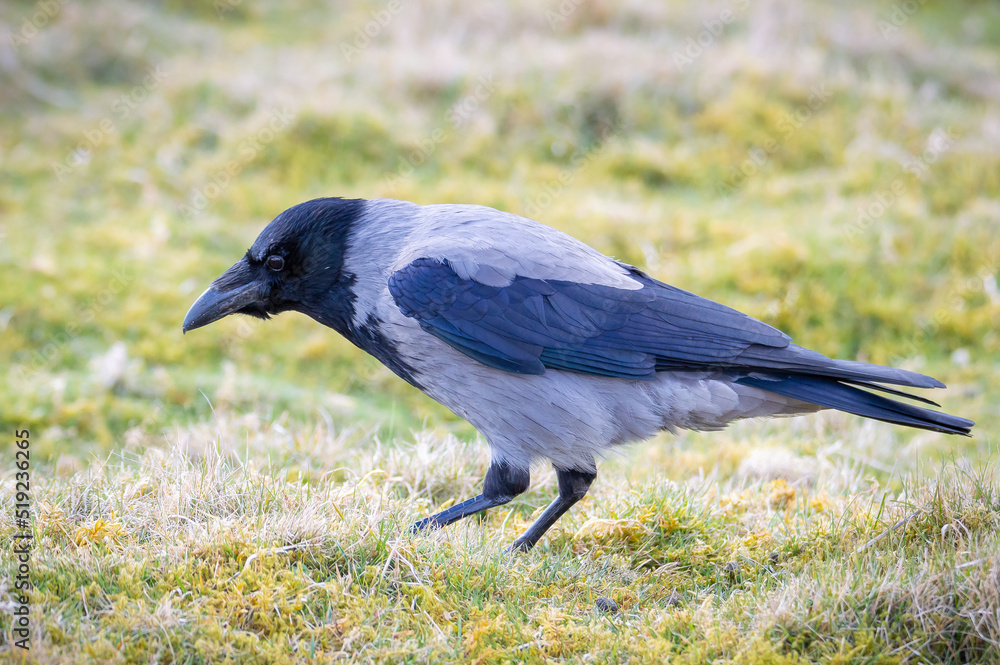 Hooded crow scavenging for food in grassland Hooded crow scavenging for food in grassland