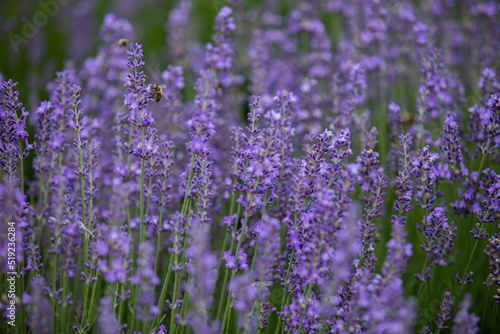 Blooming lavender bushes. Lavender field. 