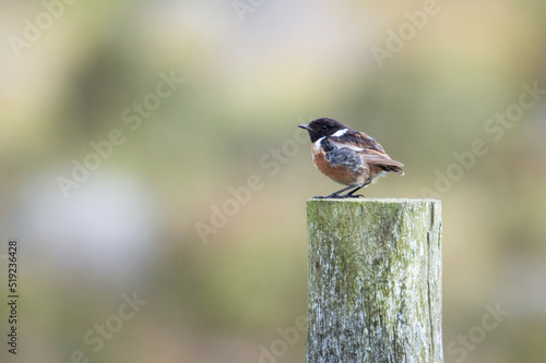 Stonechat male juvenile on a wooden post