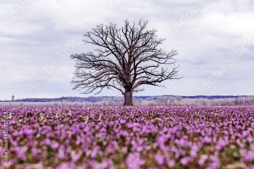 Big tree with purple henbit field near Columbia, Missouri photo