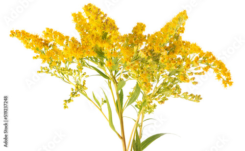 European goldenrod flowers photo