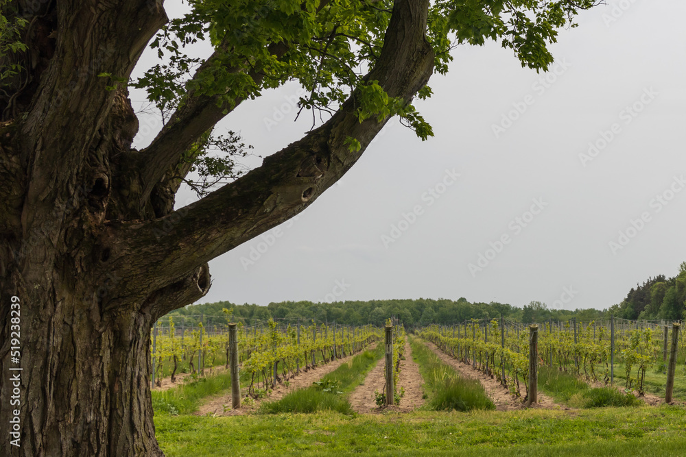 Tall tree with rows of grapevines in a vineyard

