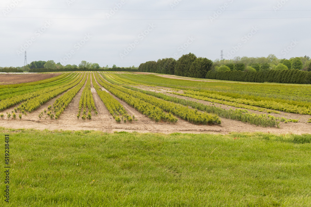 Rows of trees on a tree farm Rows of trees on a tree farm