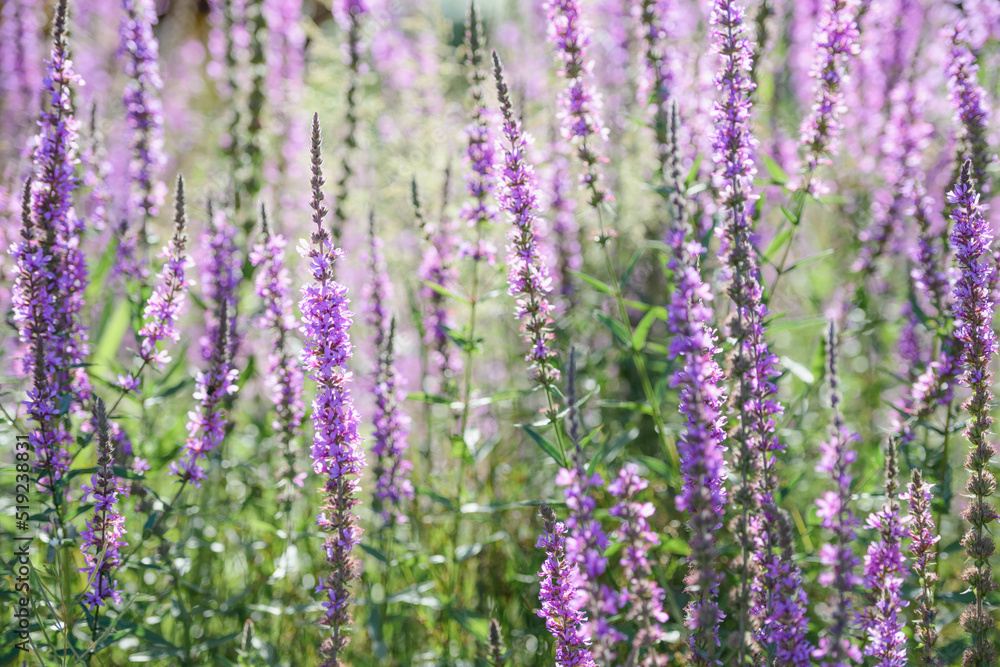 Naklejka premium Many flowering Purple loosestrife ( lythrum salicaria)