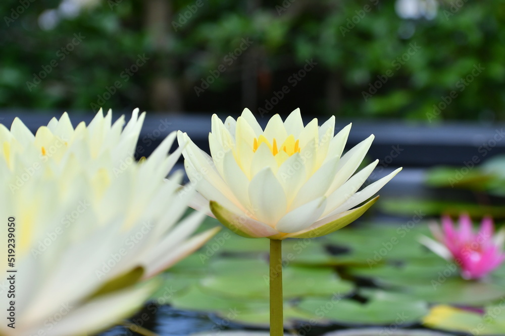 黄色い睡蓮の花 黄色い睡蓮の花