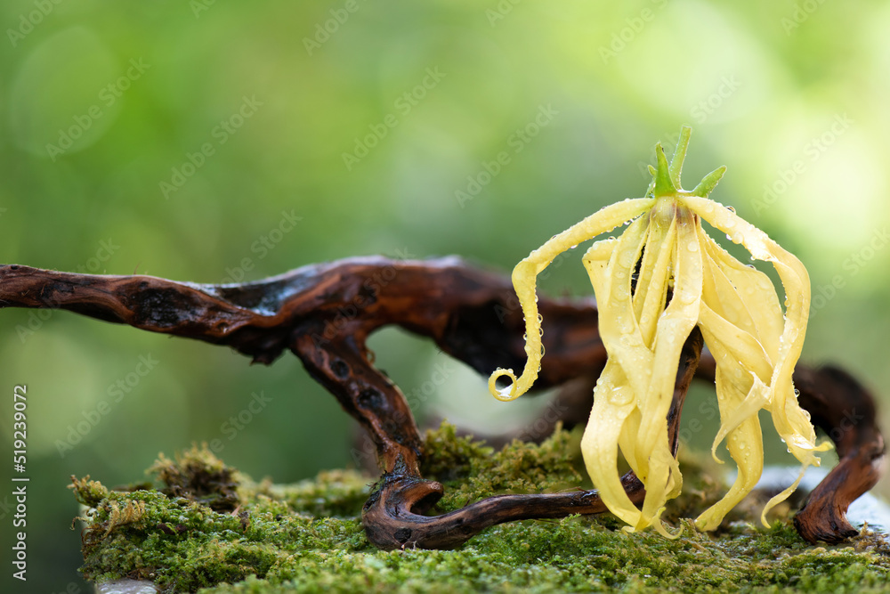 Fototapeta premium Ylang ylang or cananga odorata flower on nature background.