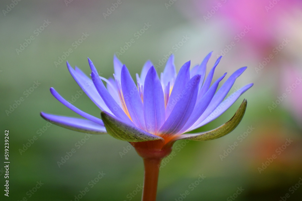 紫のスイレンの花