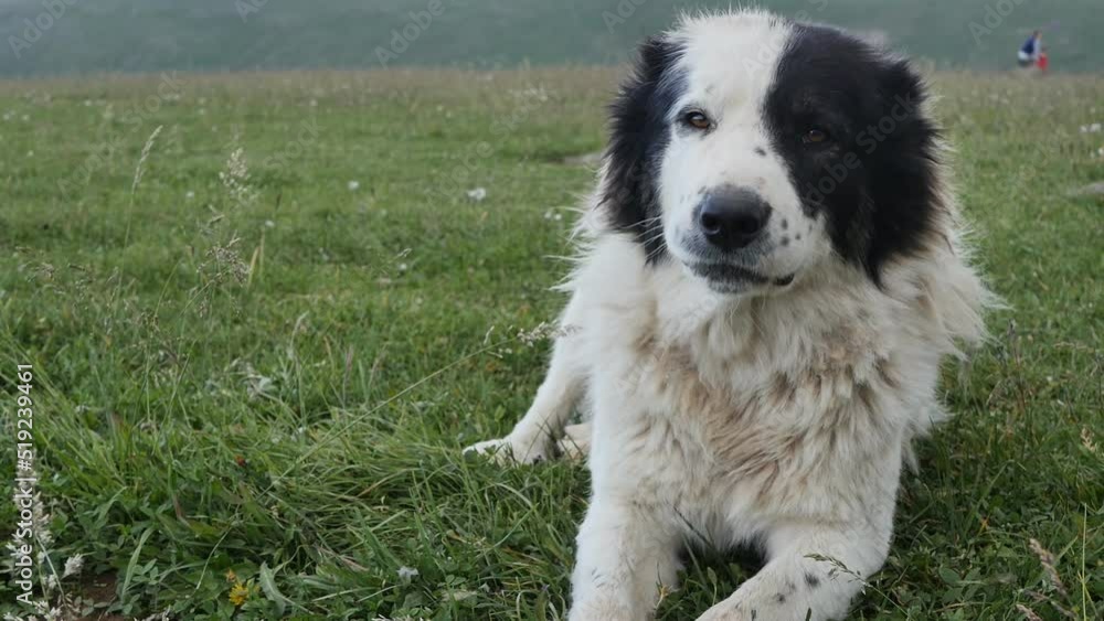 A large fluffy black and white dog lies on the grass and looks ahead. The muzzle of the dog is half white and half black. Slow motion, pets are loyal and loved by people A large fluffy black and white dog lies on the grass and looks ahead. The muzzle of the dog is half white and half black. Slow motion, pets are loyal and loved by people