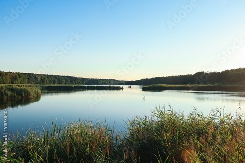 A lake surrounded by a coniferous forest against a cloudless sky. Landscape. Photo of nature.
