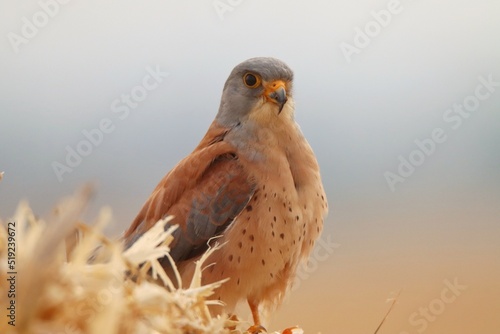 red tailed hawk