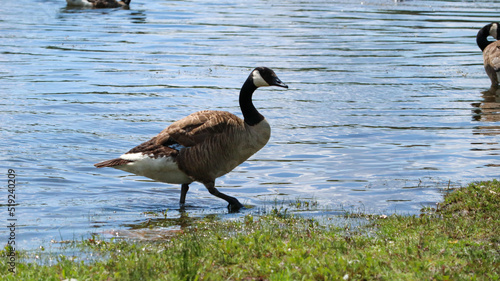 Majestueux Oiseau sur le bord du Lac