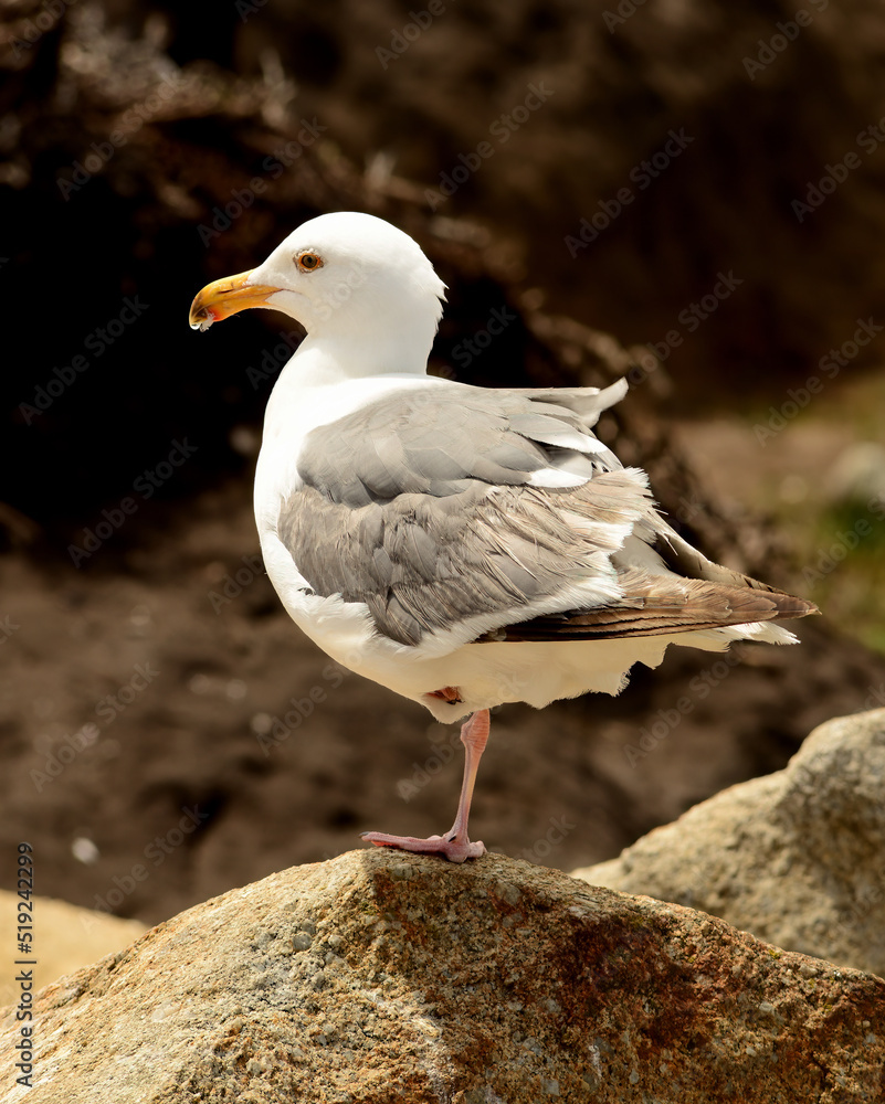 Western United States Seagull Western United States Seagull
