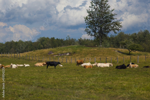 cow herd resting in a field panoramic landscape green meadow dairy farm animal agriculture