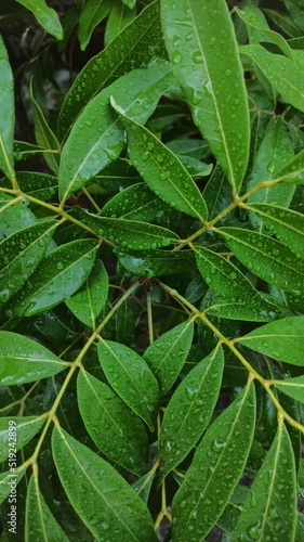 Longan plant leaves exposed to morning dew drops photo