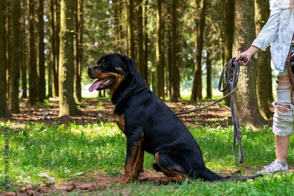 Rottweiler in the forest for a walk, on a leash.