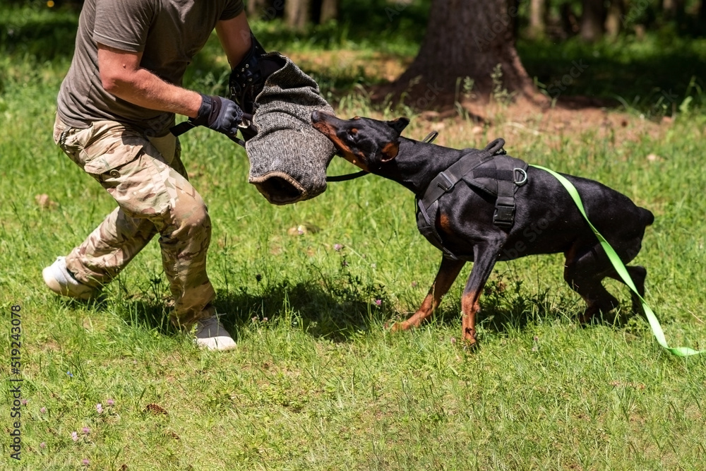 Doberman at an aggression training in the forest.