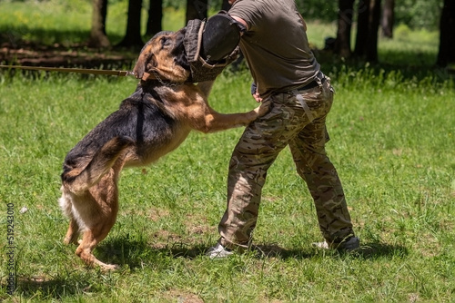 German Shepherd attacking dog handler during aggression training.