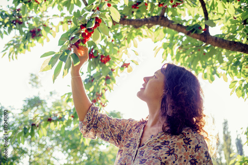 Fotografie A woman plucks cherries from a tree