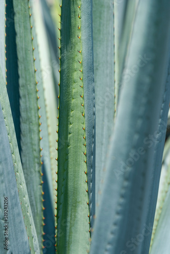 Agave tequila plant - Blue agave landscape fields in Jalisco, Mexico photo