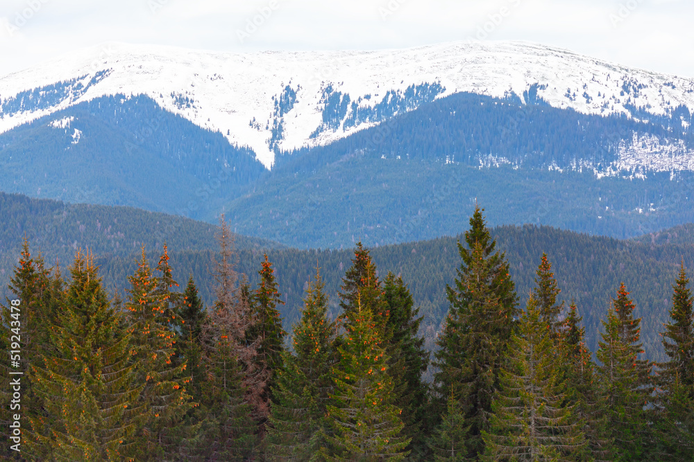 Pine trees growing on the mountains . Fir trees and snowy mountain peaks