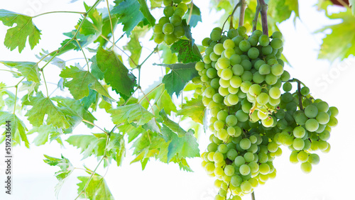 Single bunch of green grapes on vine