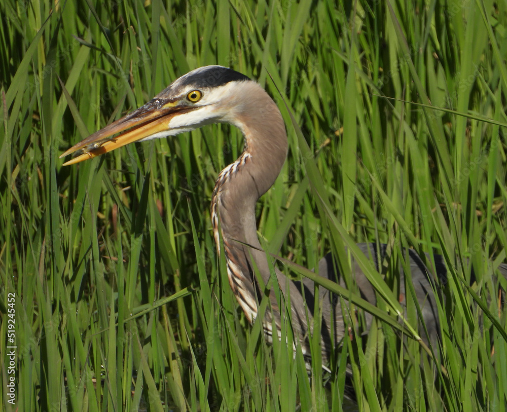 Blue Heron with trophy fish in his beak Pic#26 Blue Heron with trophy fish in his beak Pic#26