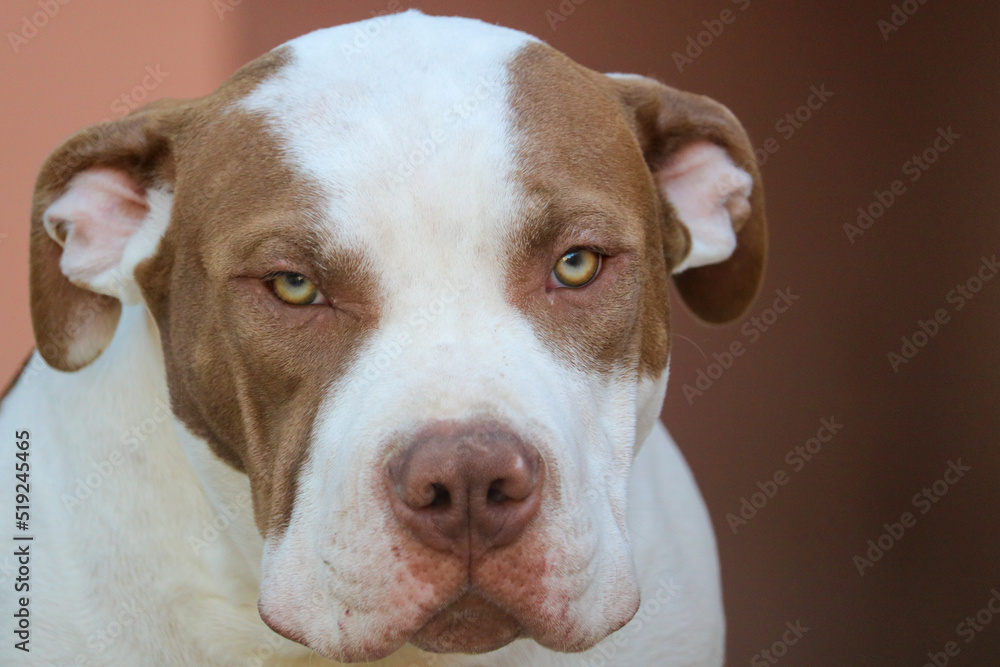 american staffordshire terrier american staffordshire terrier