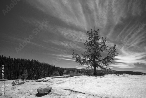 Lone pine tree under cirrus cloudscape at Taft Point in Yosemite National Park in Central California United States - black and white photo