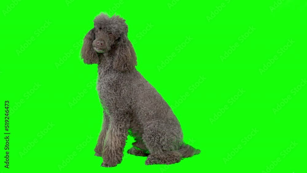 4k Standard Poodle dog sitting on green screen background looking around 4k Standard Poodle dog sitting on green screen background looking around