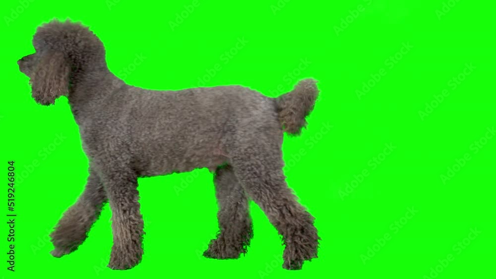 4k Standard Poodle on green screen isolated with chroma key. Dog standing looking around then runs away 4k Standard Poodle on green screen isolated with chroma key. Dog standing looking around then runs away