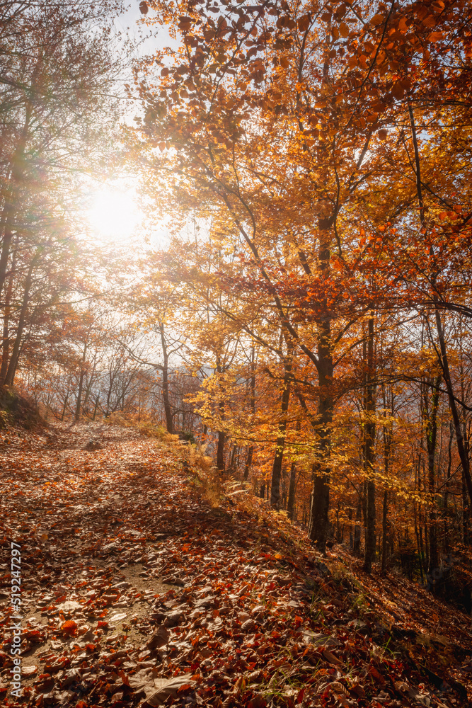 São Lourenço Beech Tree Forest, pathway leaves fall in ground landscape on autumnal background in November, Manteigas, Serra da Estrela, Portugal. São Lourenço Beech Tree Forest, pathway leaves fall in ground landscape on autumnal background in November, Manteigas, Serra da Estrela, Portugal.