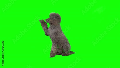 4K Standard Poodle on green screen isolated with chroma key, real shot. Dog slowly walking across the frame from right to left, stops sits down raises up his paw and runs away