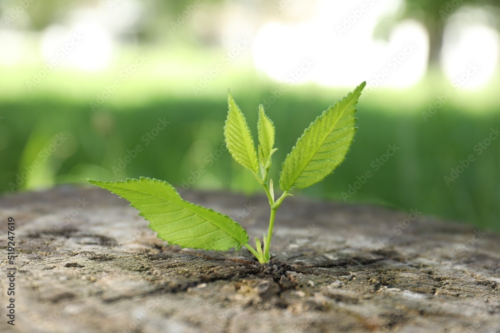 Young green seedling growing out of tree stump outdoors, closeup. New life concept Young green seedling growing out of tree stump outdoors, closeup. New life concept