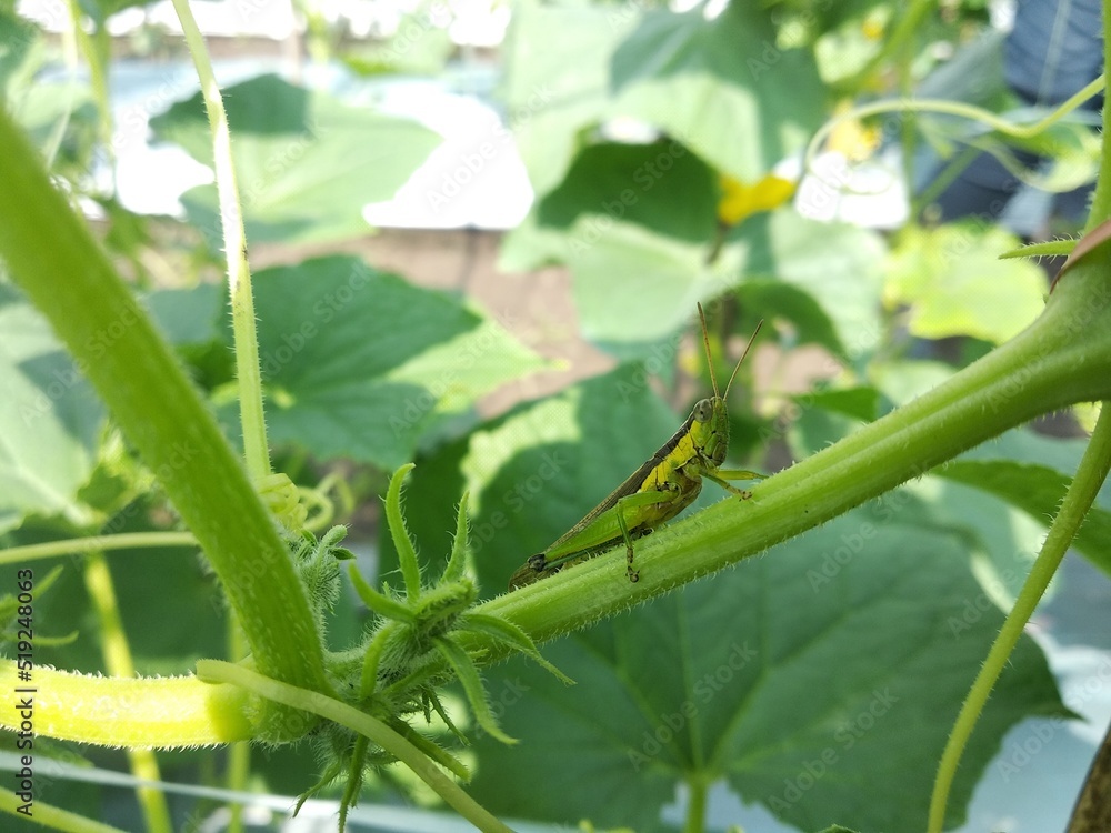 Green grasshopper perched on the stem of a cucumber plant Green grasshopper perched on the stem of a cucumber plant
